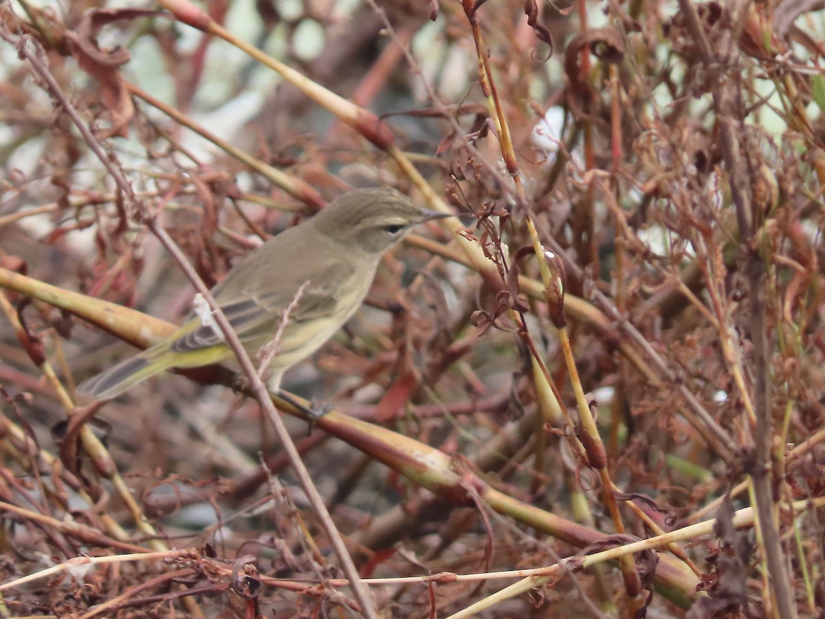 Palm Warbler (Western) - ML368969941