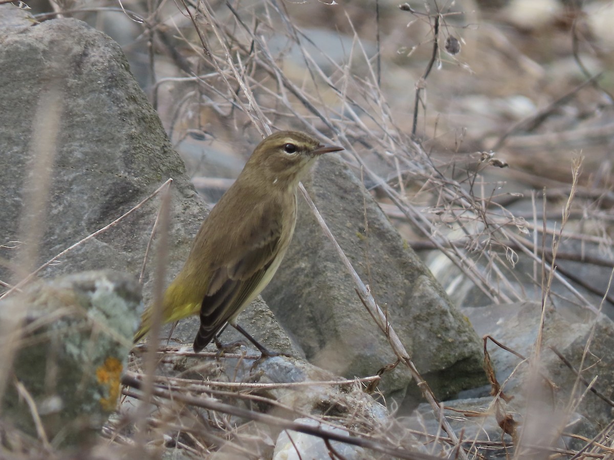 lesňáček bažinný (ssp. palmarum) - ML368969961