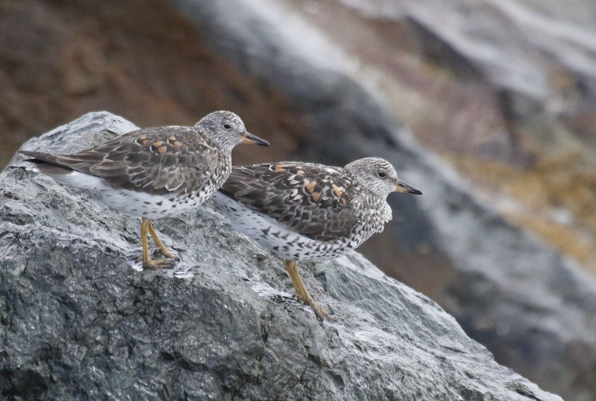 Surfbird - Ken Chamberlain