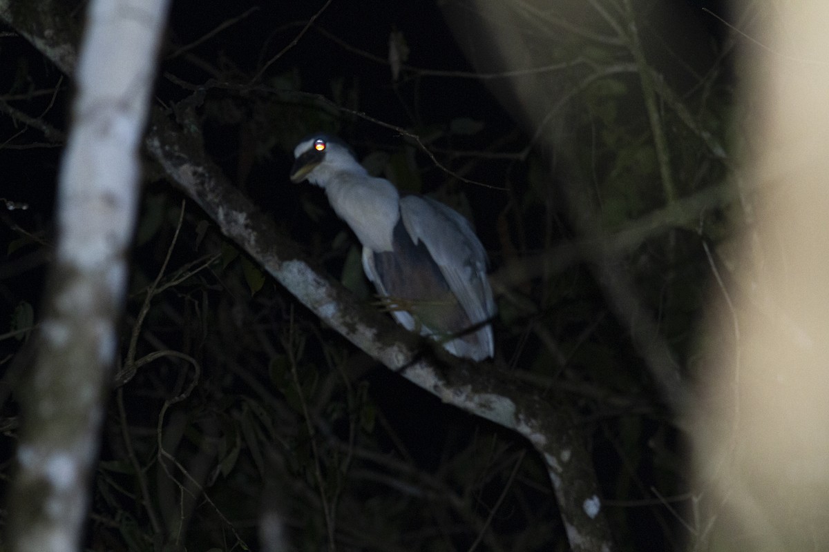 Boat-billed Heron - ML368970891