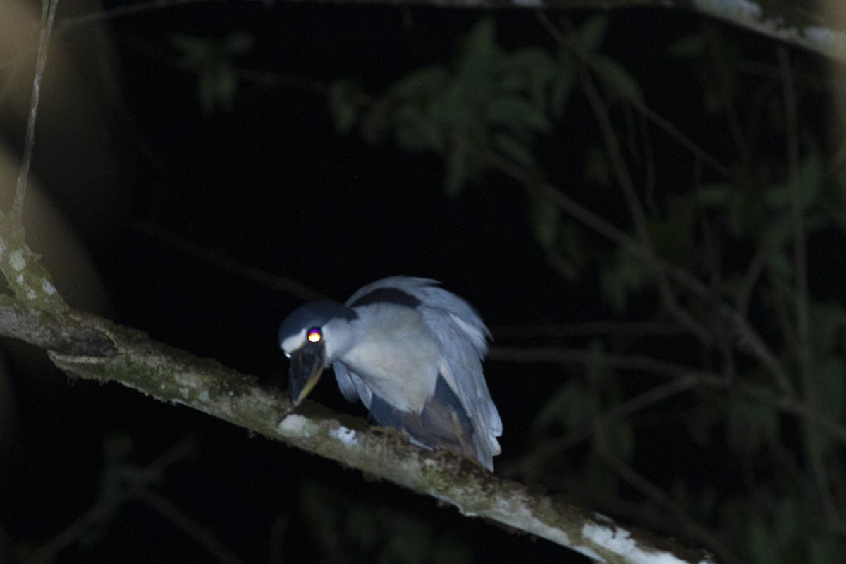 Boat-billed Heron - ML368970911