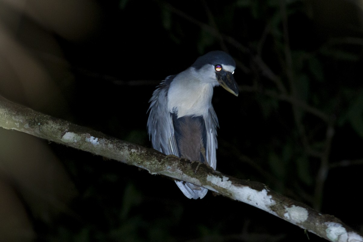 Boat-billed Heron - ML368970921