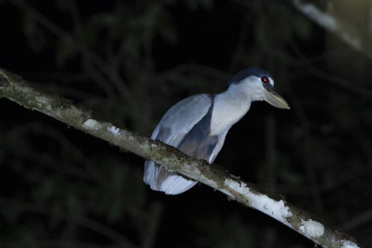 Boat-billed Heron - ML368970951