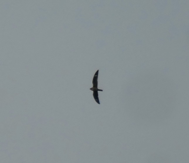 Common Nighthawk - ML368971811