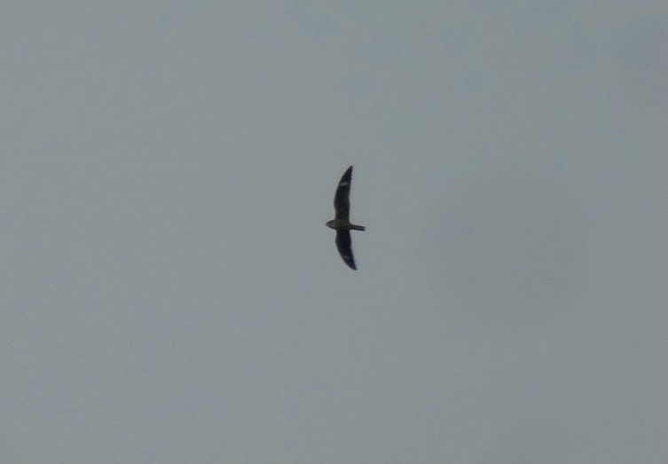Common Nighthawk - ML368971821