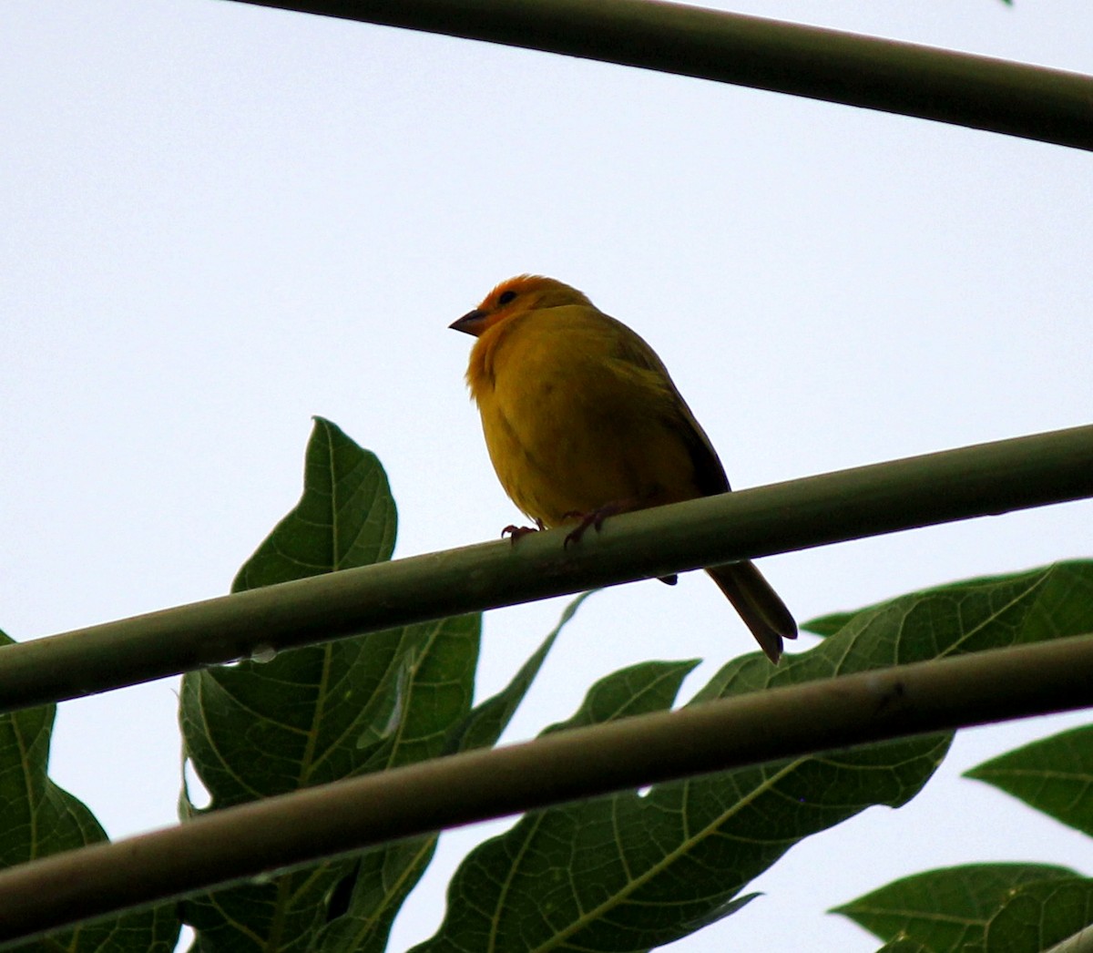 Saffron Finch - ML368973401