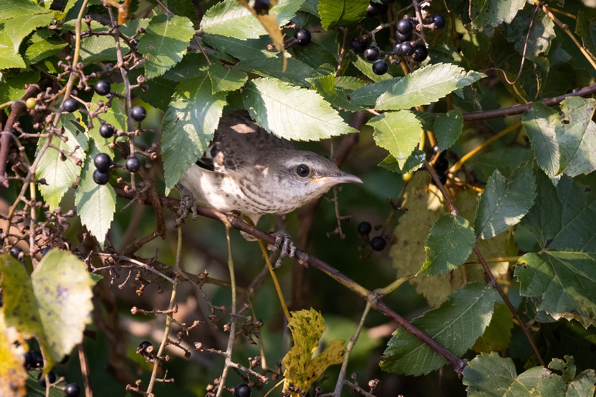 Northern Mockingbird - ML368974601
