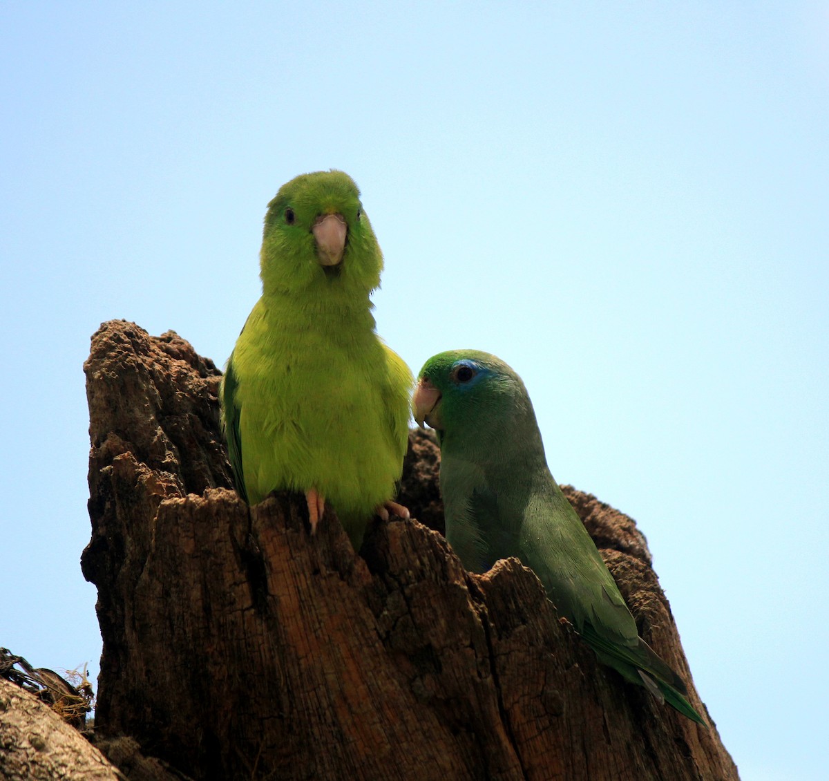 Spectacled Parrotlet - ML368974941