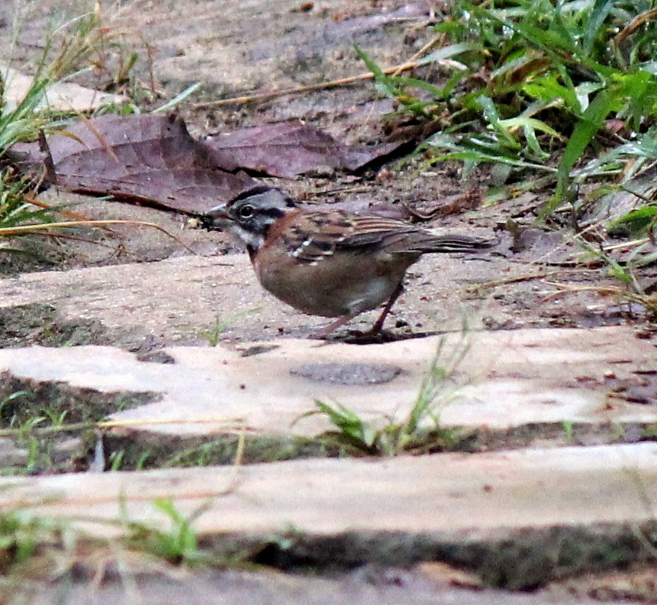 Rufous-collared Sparrow - ML368975381