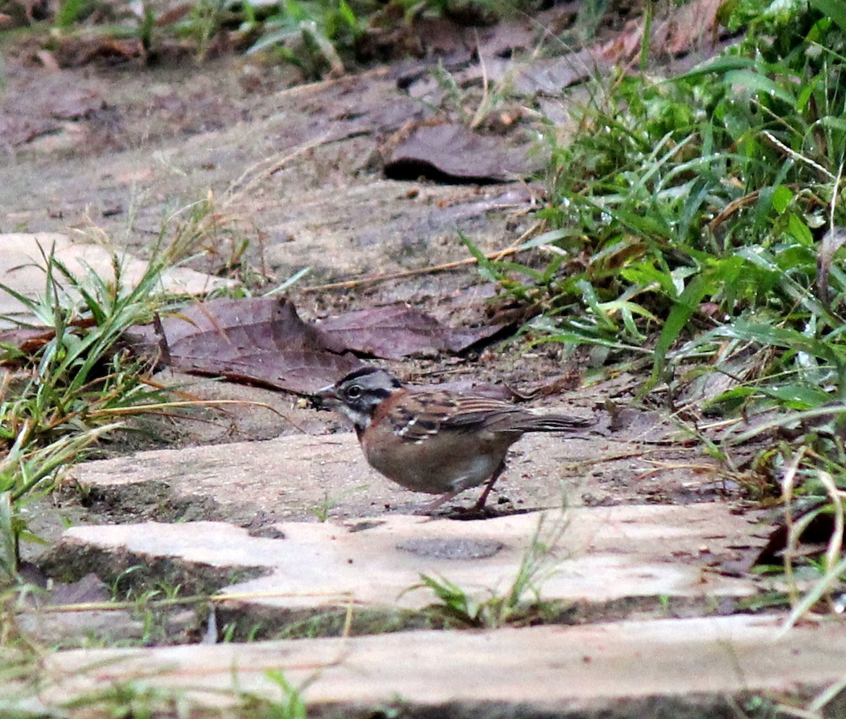 Rufous-collared Sparrow - ML368975401
