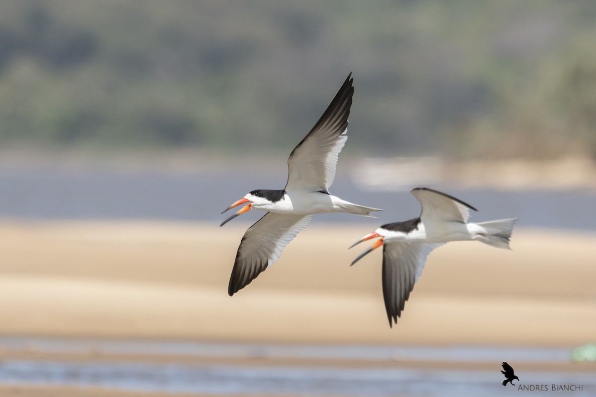 Black Skimmer - ML368976791