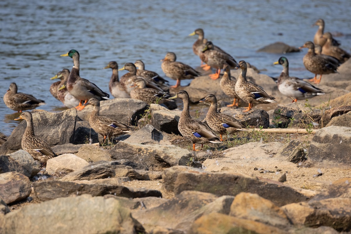 Mallard - ML368979771