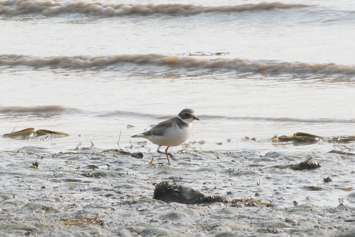 Semipalmated Plover - ML368980731