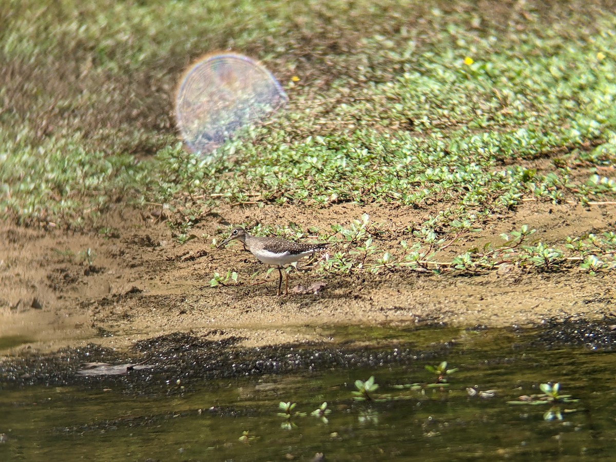 Solitary Sandpiper - ML368982741