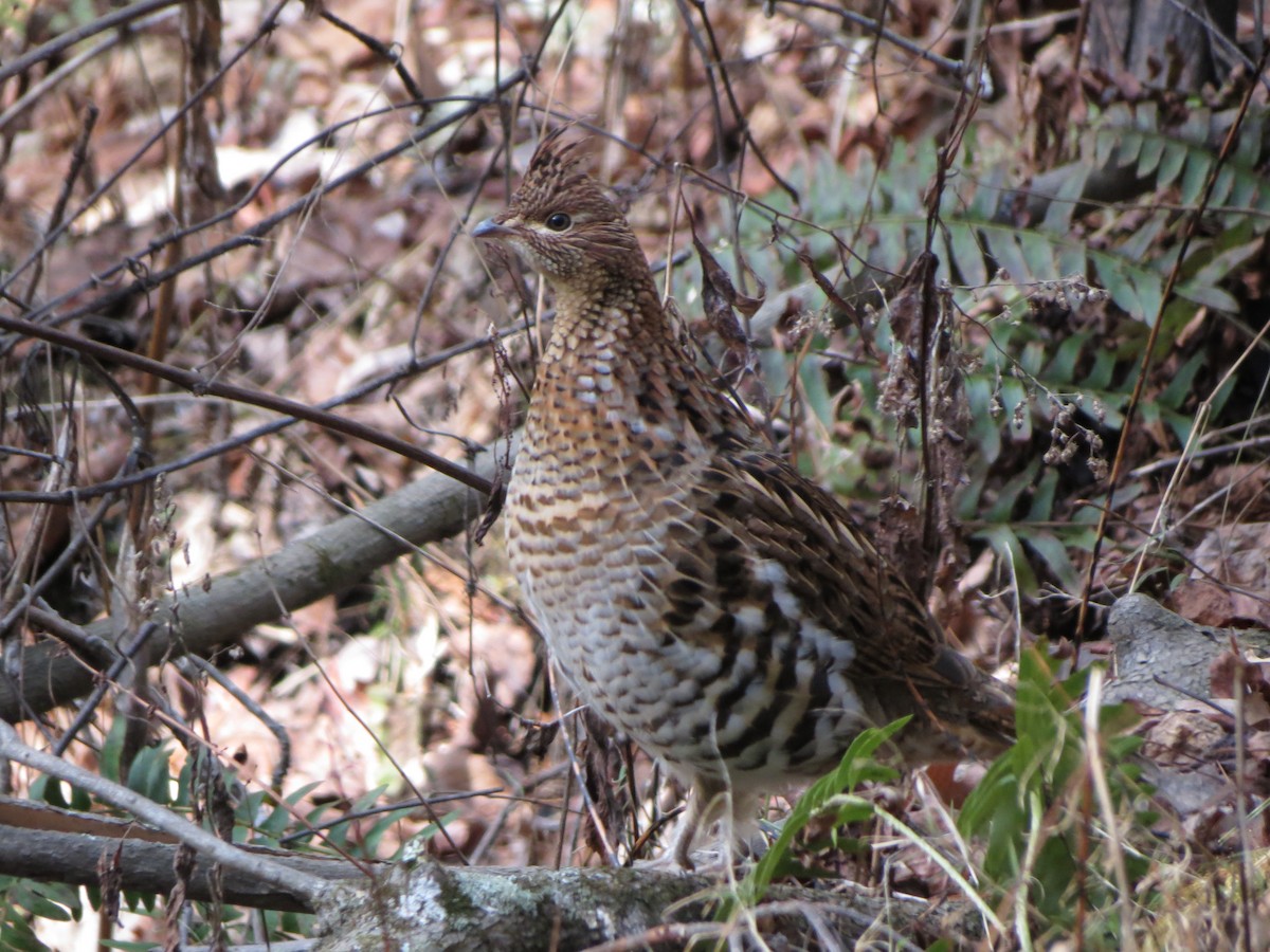 Ruffed Grouse - Ian Carlsen