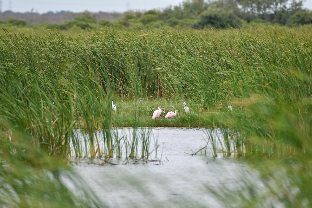 Roseate Spoonbill - ML368985871