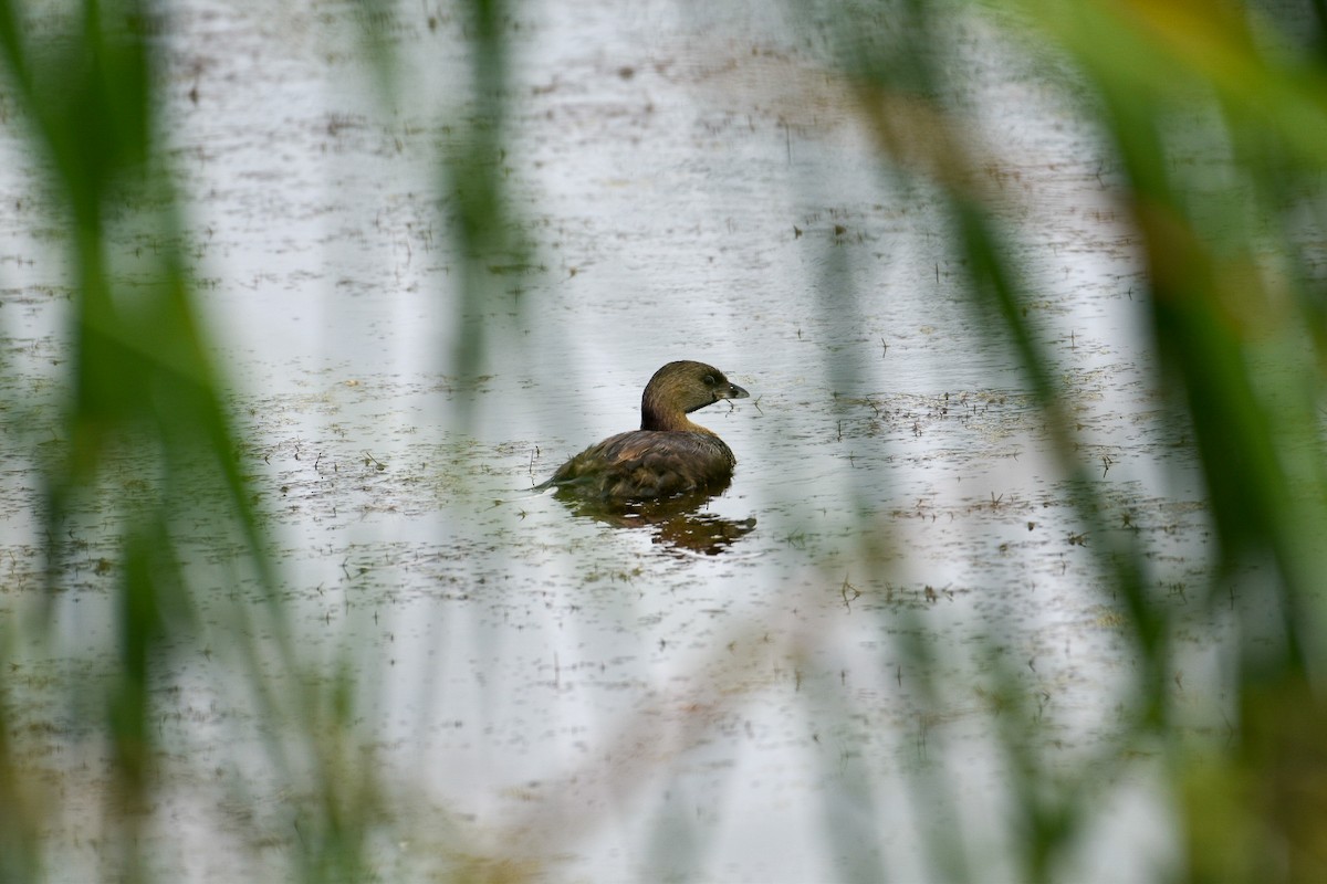 Pied-billed Grebe - ML368987211