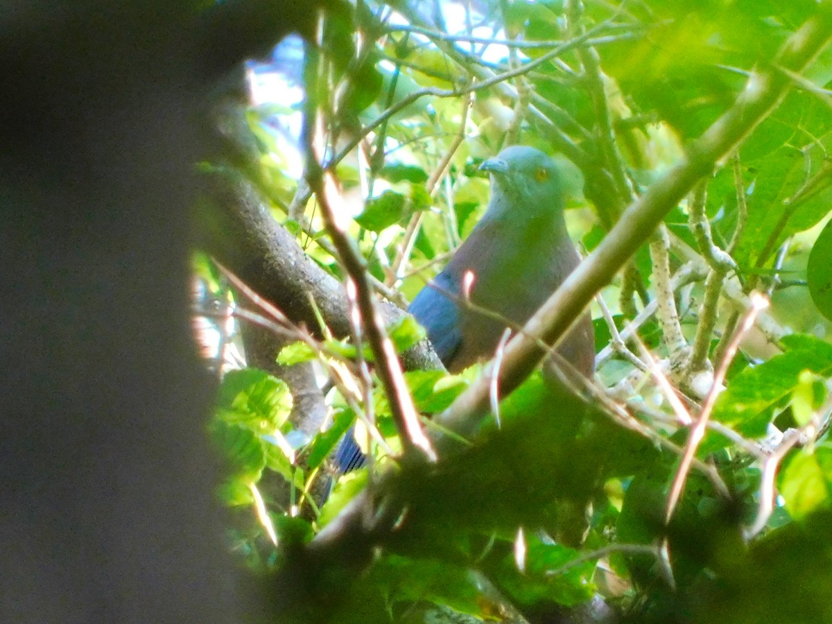 Baker's Imperial-Pigeon - ML368989771