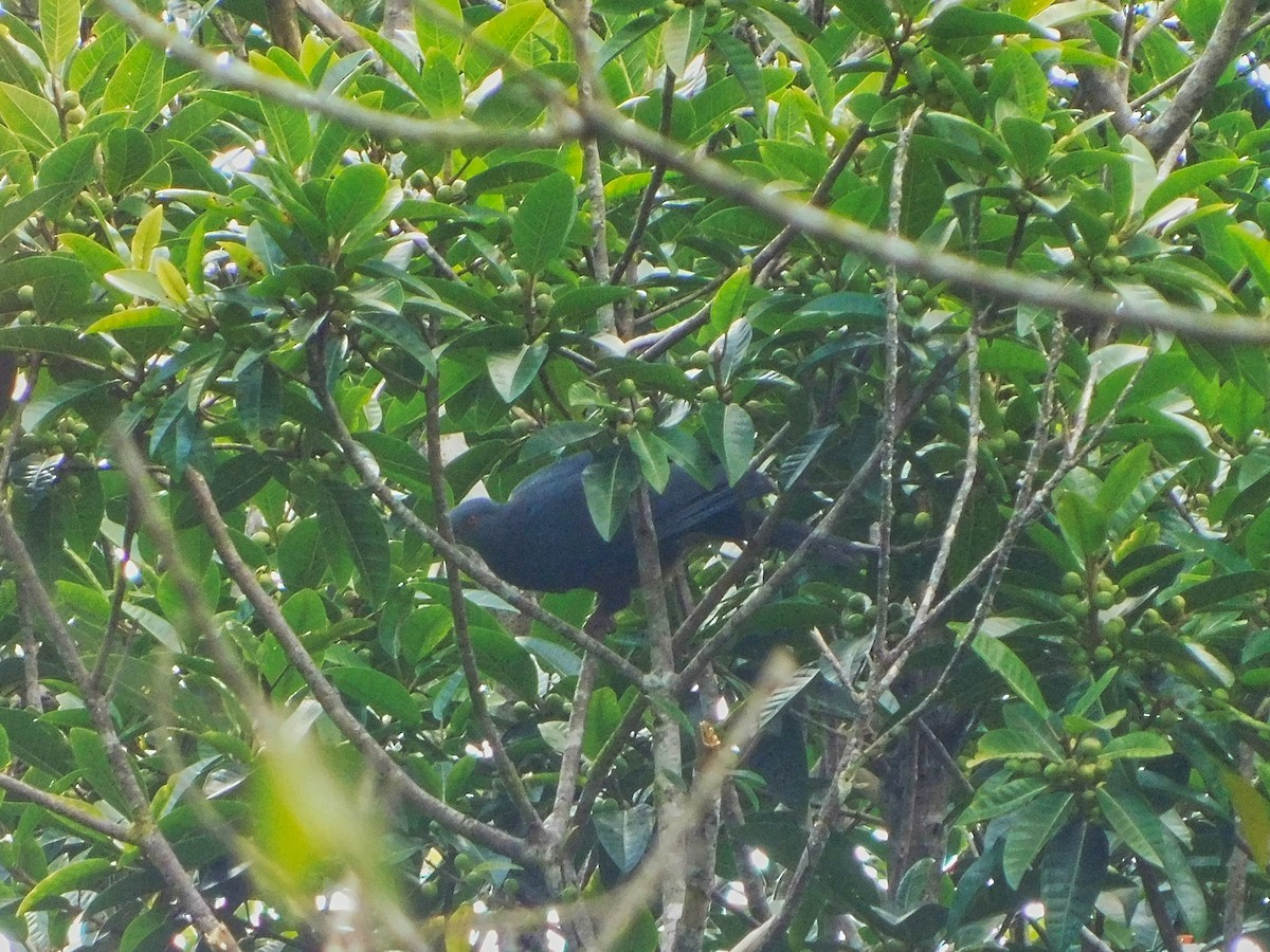 Baker's Imperial-Pigeon - ML368989961