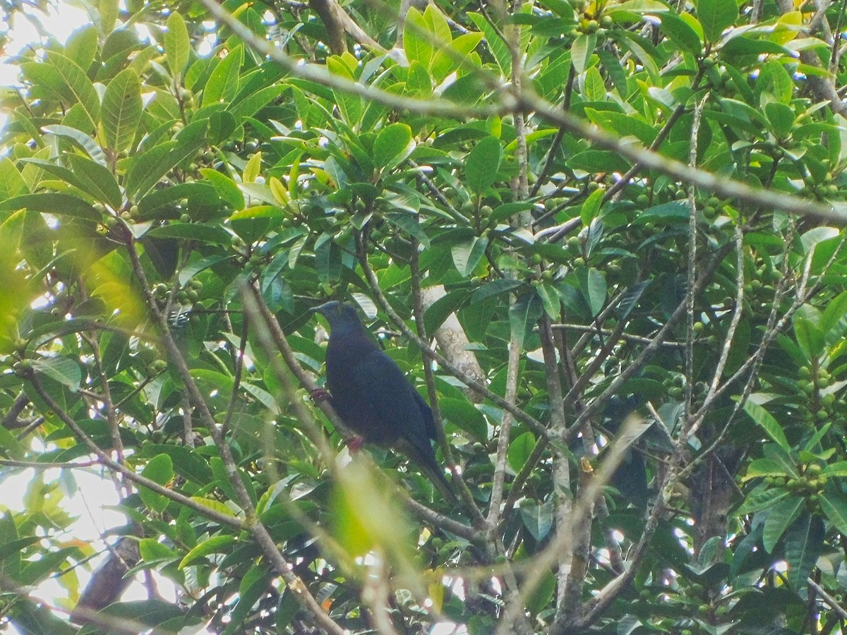 Baker's Imperial-Pigeon - ML368989981