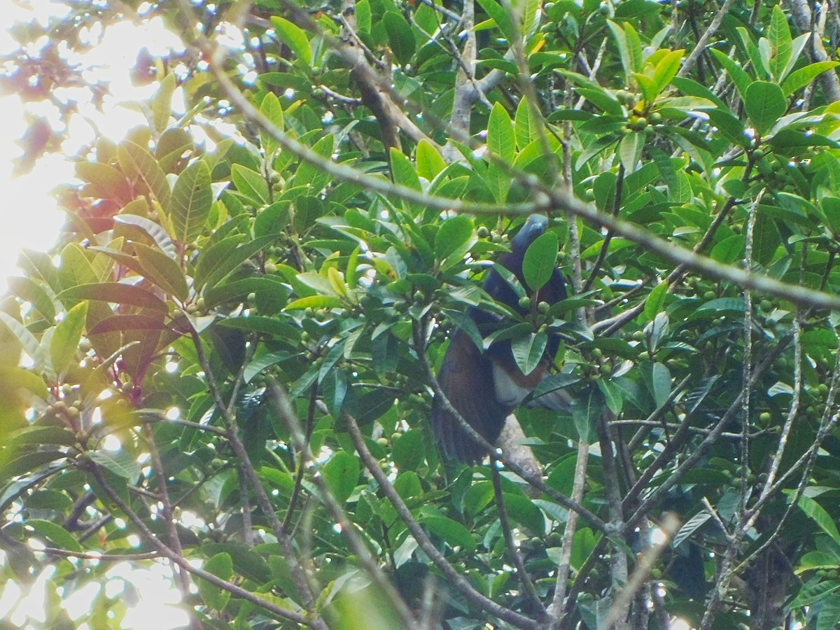 Baker's Imperial-Pigeon - Dominik Maximilián Ramík