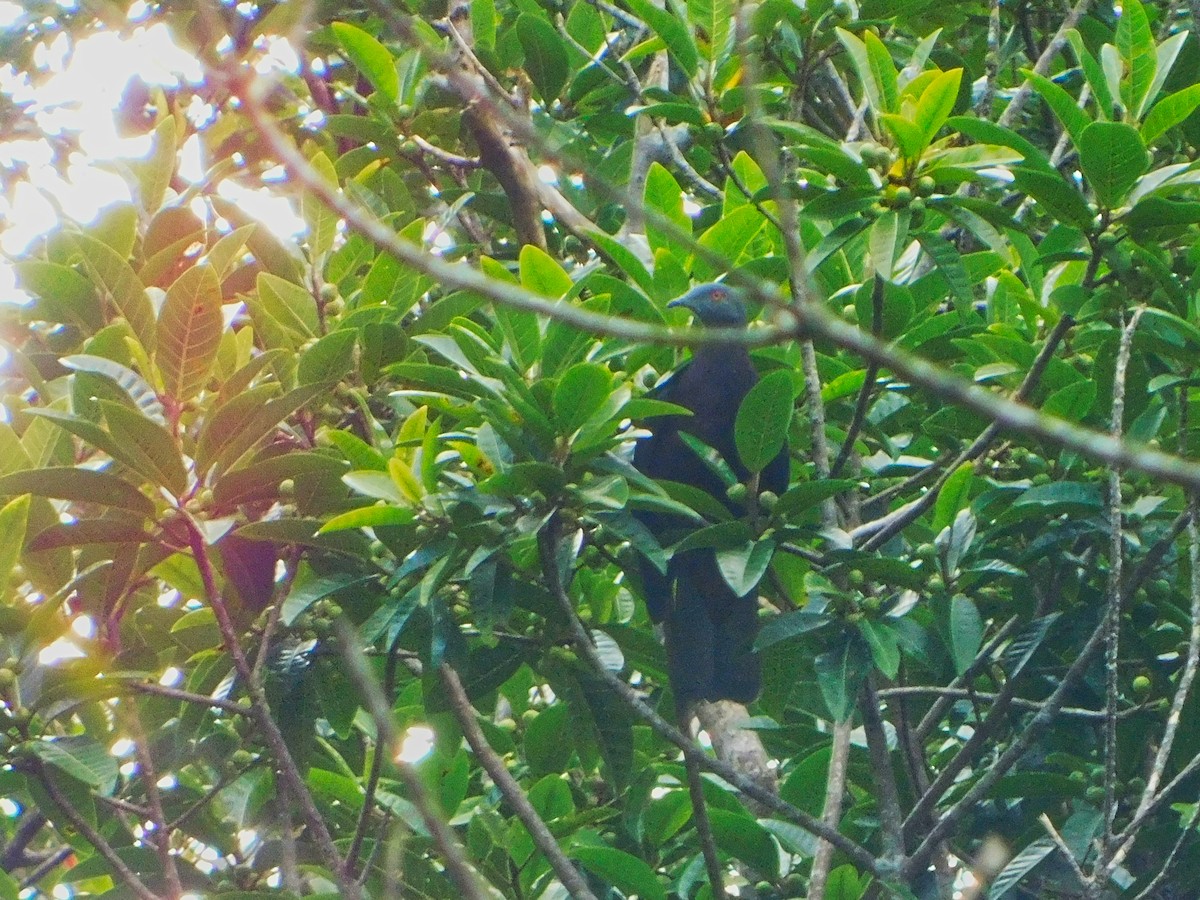 Baker's Imperial-Pigeon - ML368990041