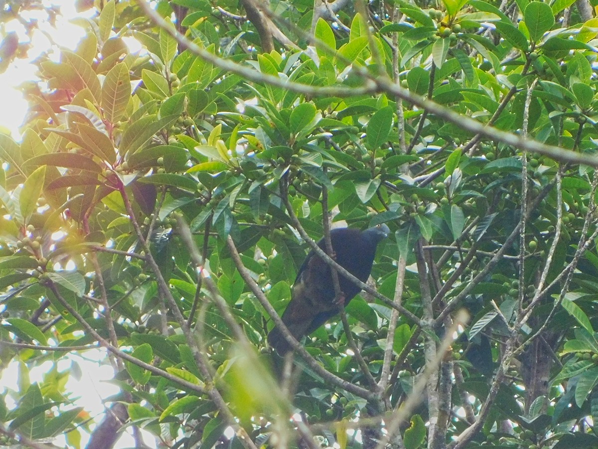 Baker's Imperial-Pigeon - ML368990061