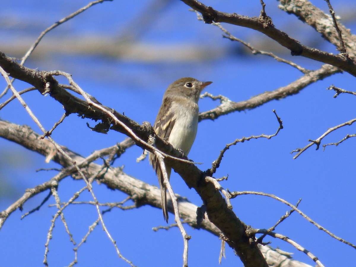 Empidonax sp. - ML368995321