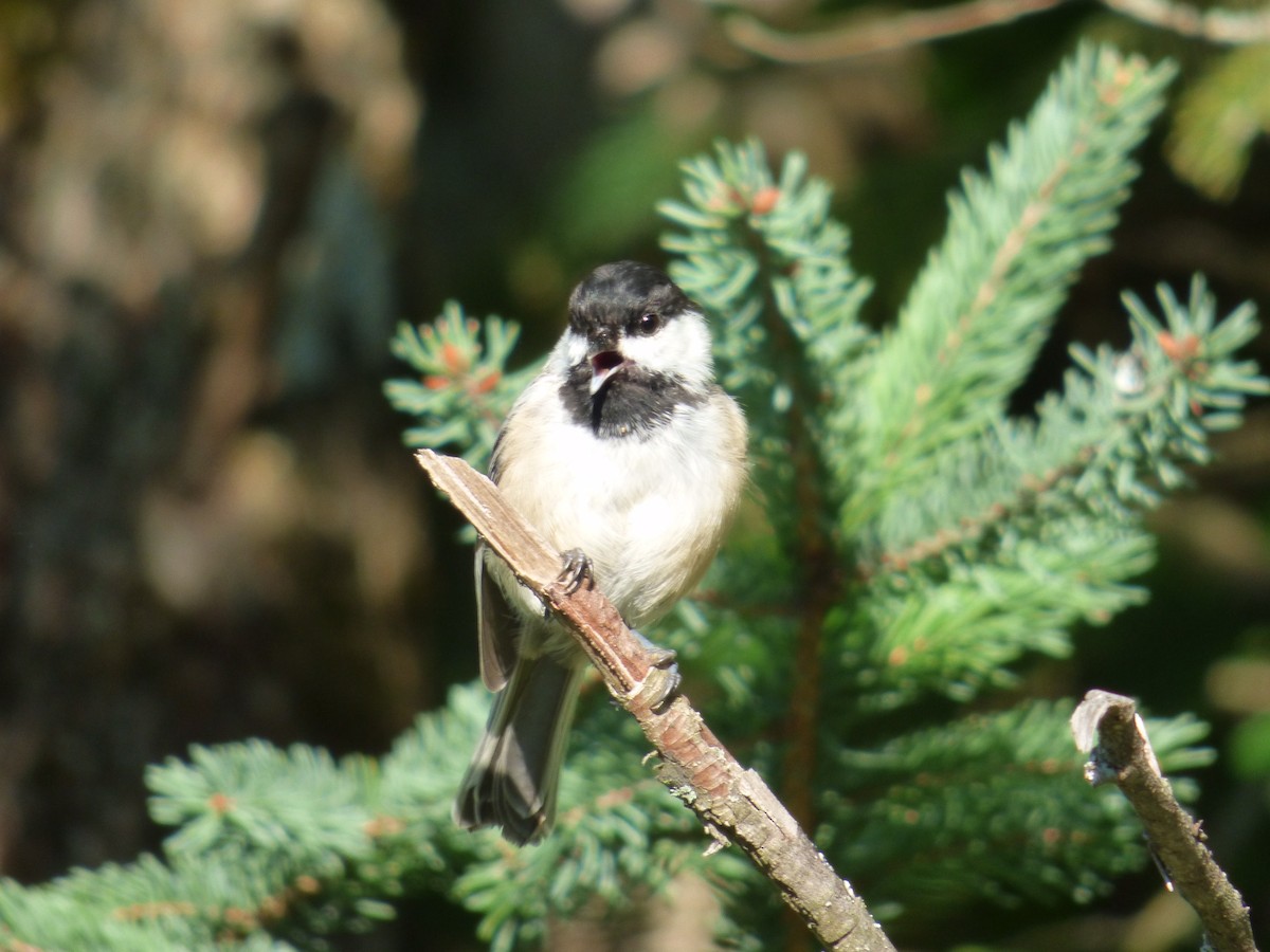 Black-capped Chickadee - ML368995361