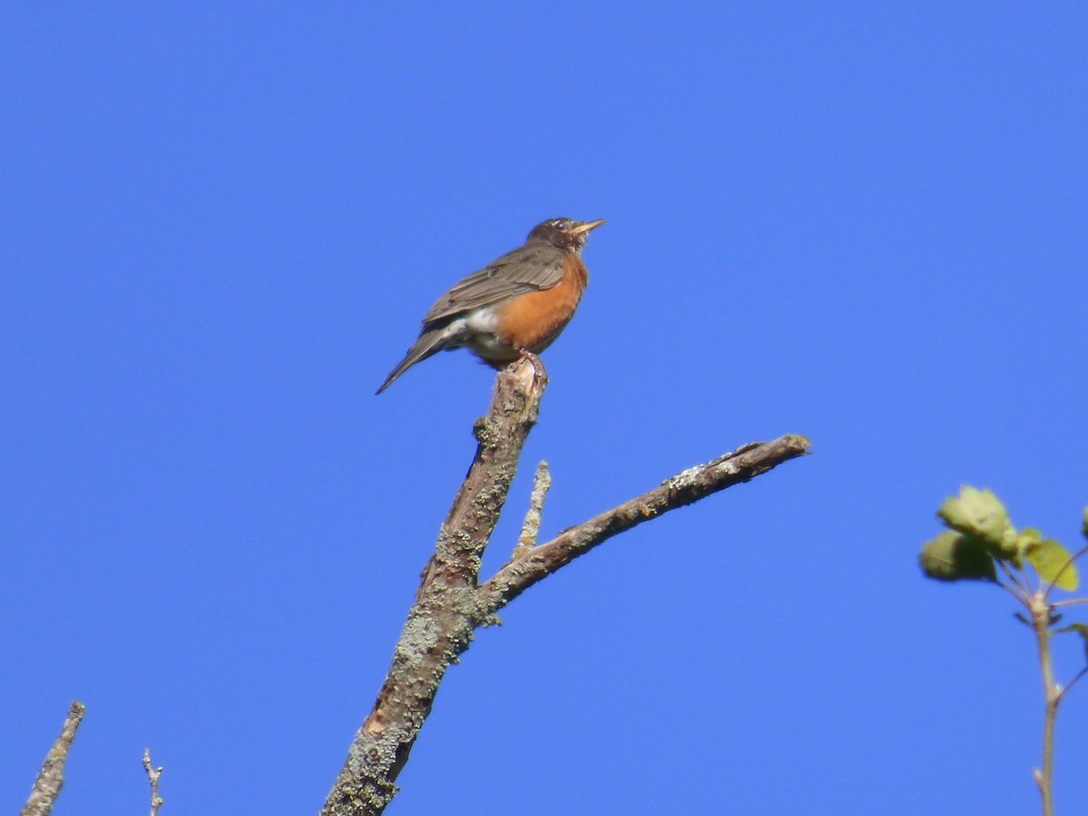 Zozo papargorria - ML368995441