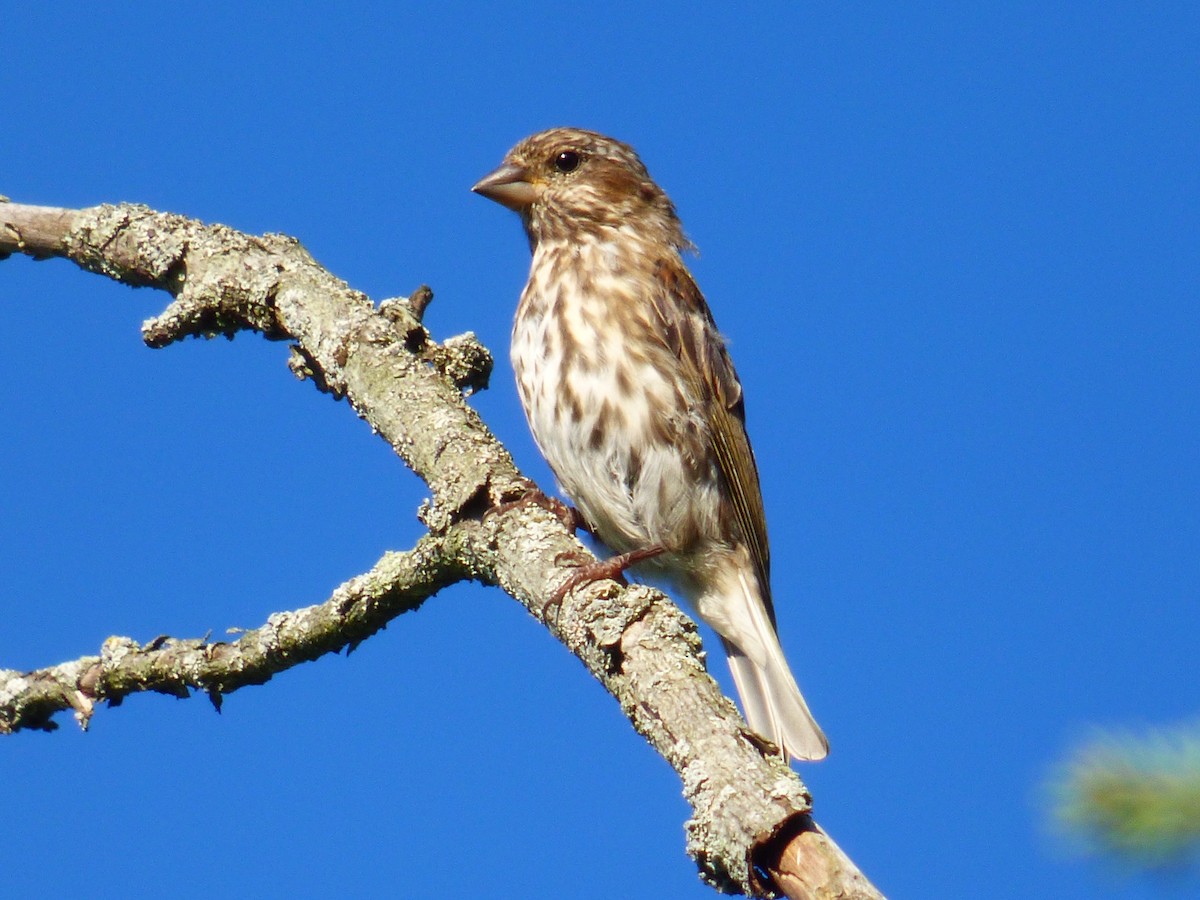 Purple Finch - ML368995541