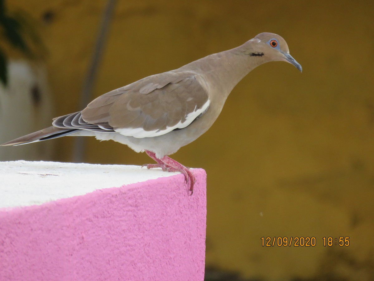 White-winged Dove - ML368995611