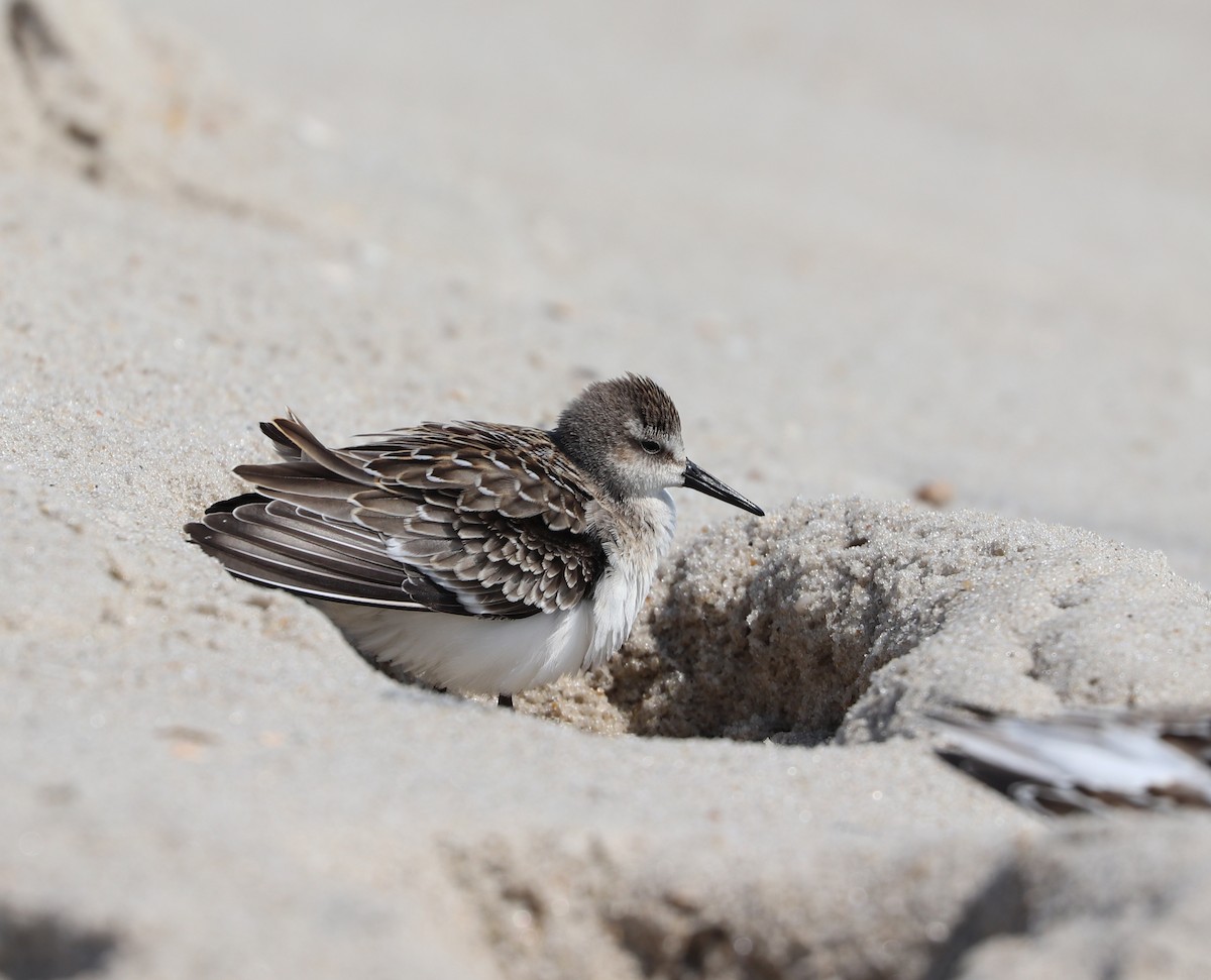 Semipalmated Sandpiper - ML368995621