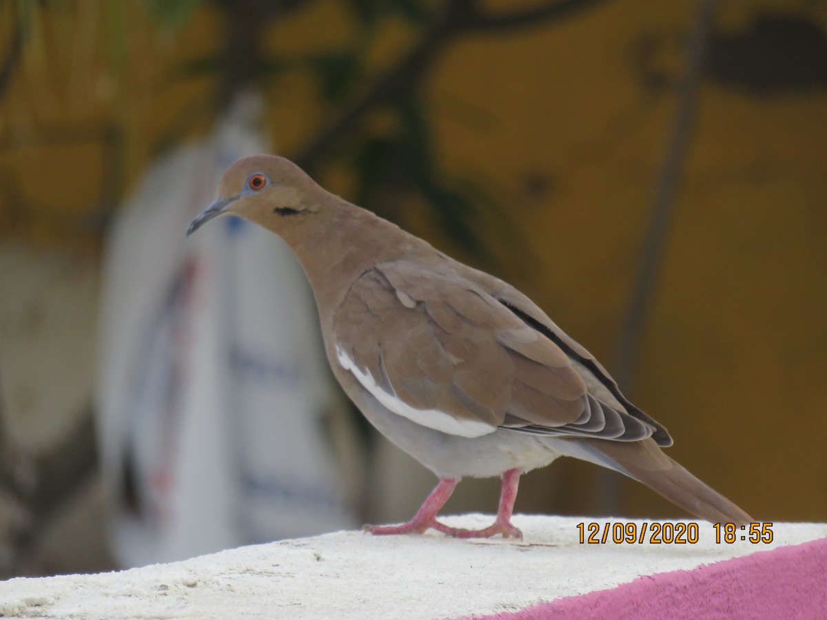 White-winged Dove - ML368995641