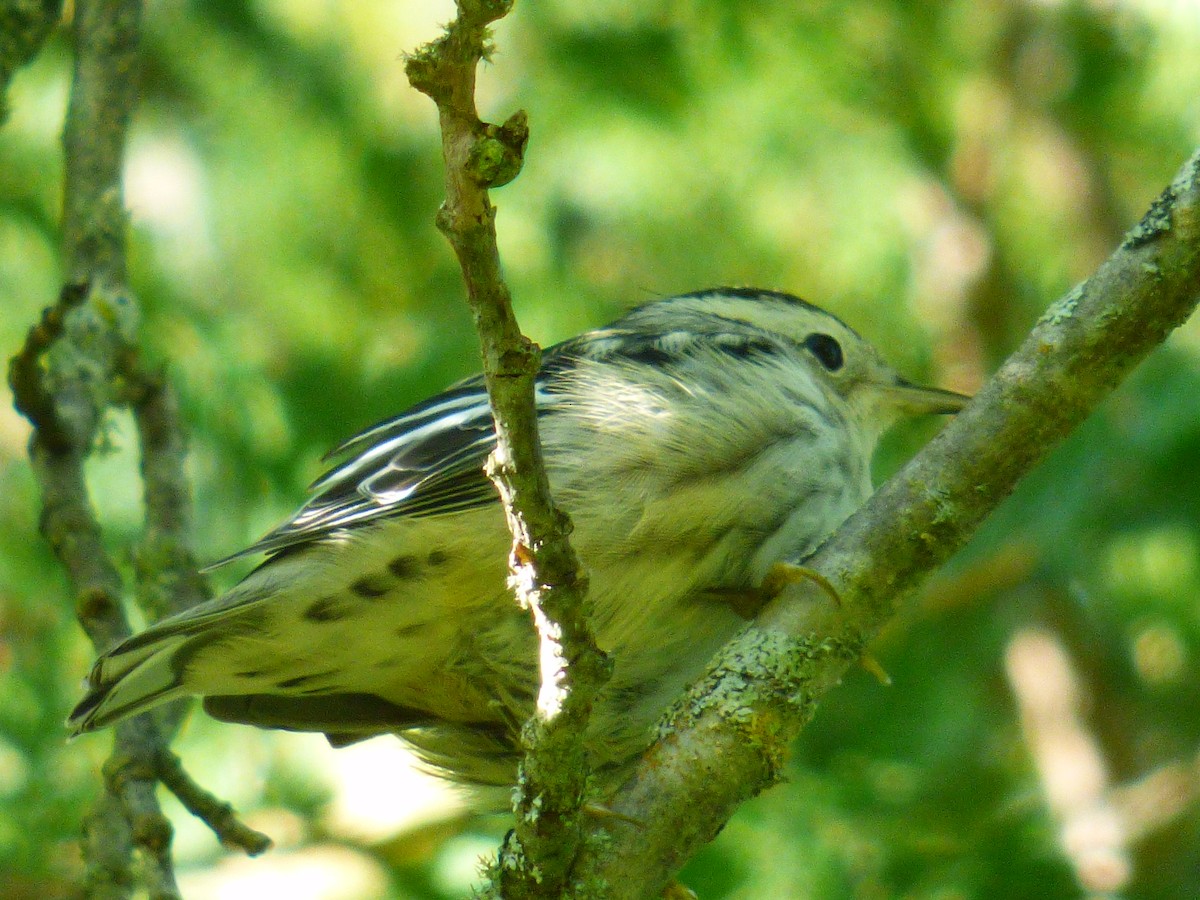 Black-and-white Warbler - ML368995731