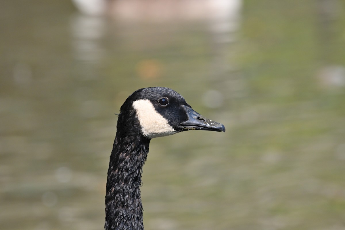 Canada Goose - ML368996551