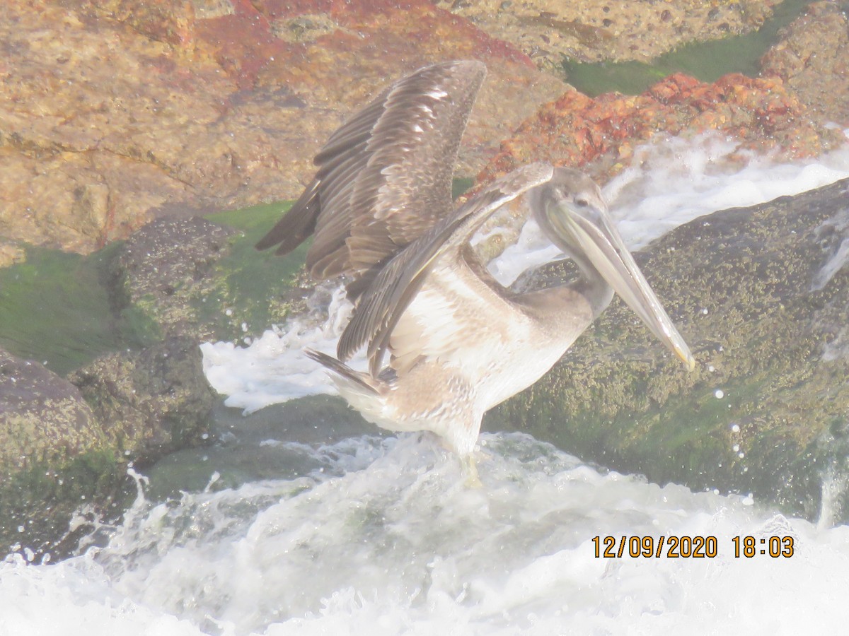 pelikán hnědý - ML368996621