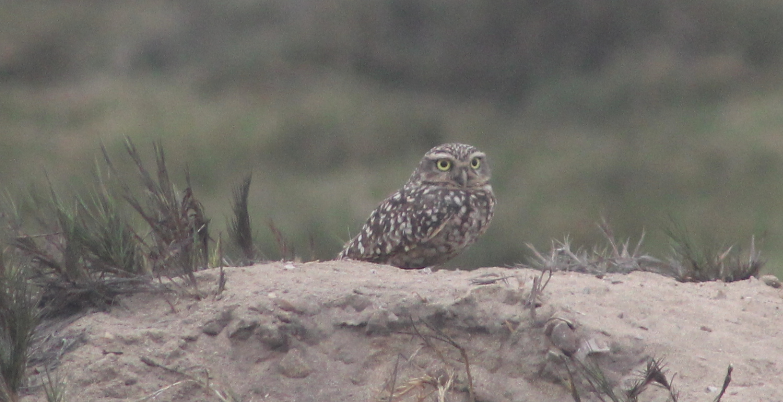 Burrowing Owl - Salvador Chicchon