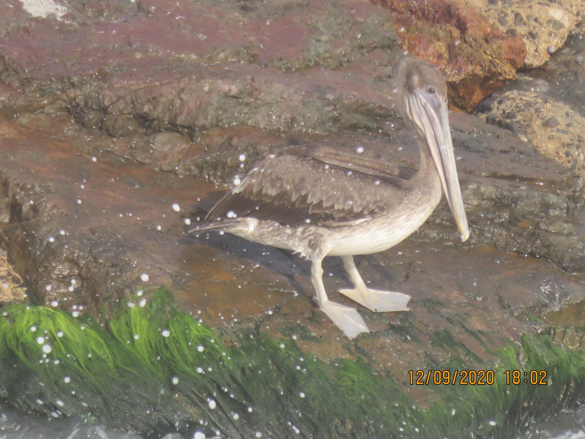 Brown Pelican - ML368996871