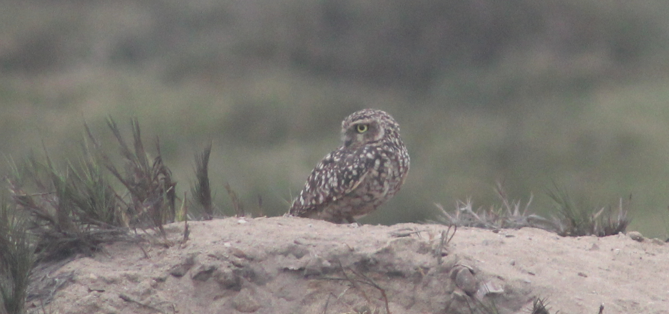 Burrowing Owl - ML368997101