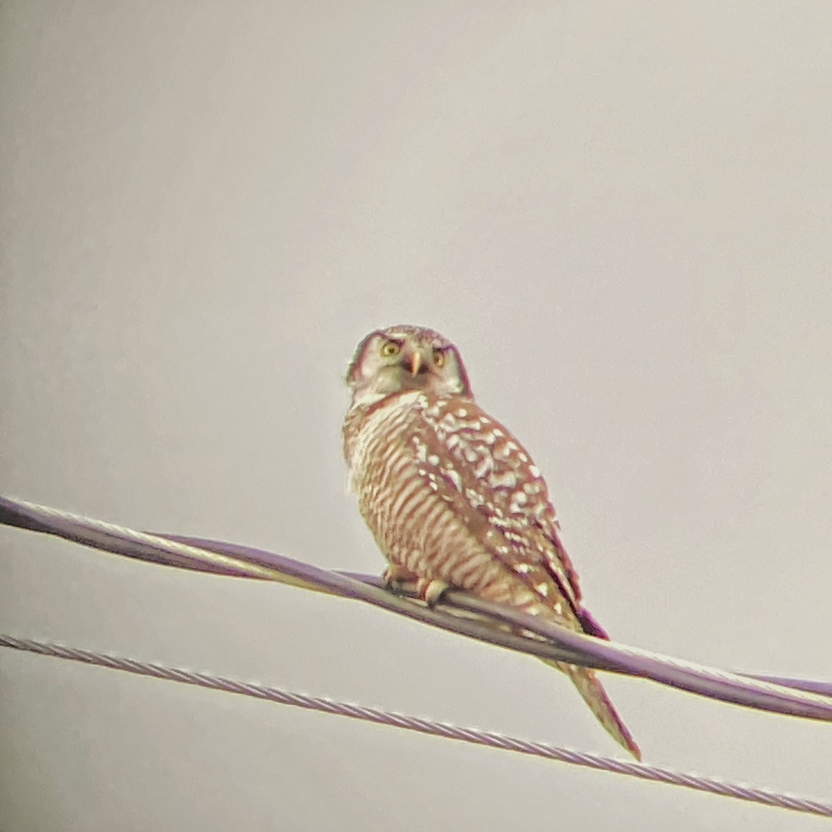 Northern Hawk Owl - D. Lloyd
