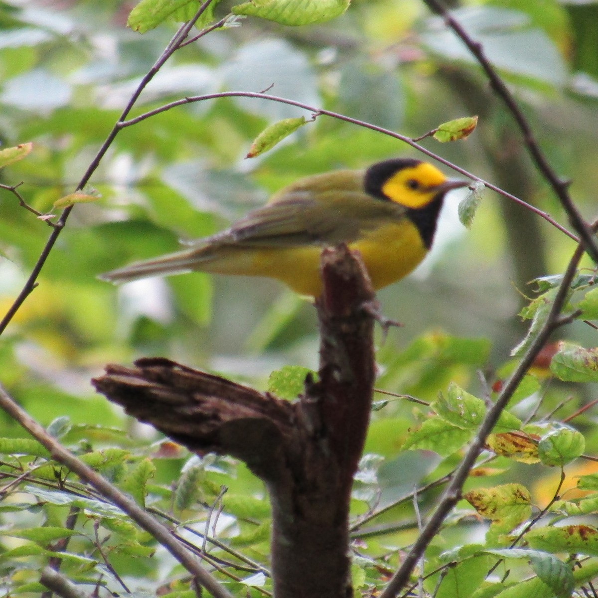 Hooded Warbler - ML369002511