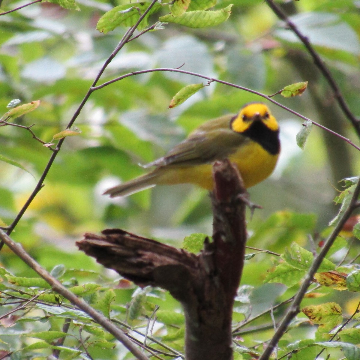 Hooded Warbler - ML369002731