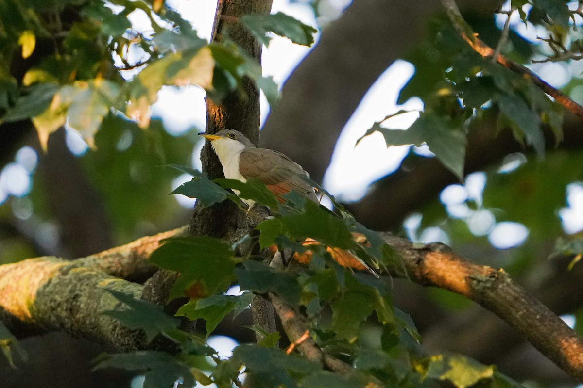 Yellow-billed Cuckoo - ML369002891