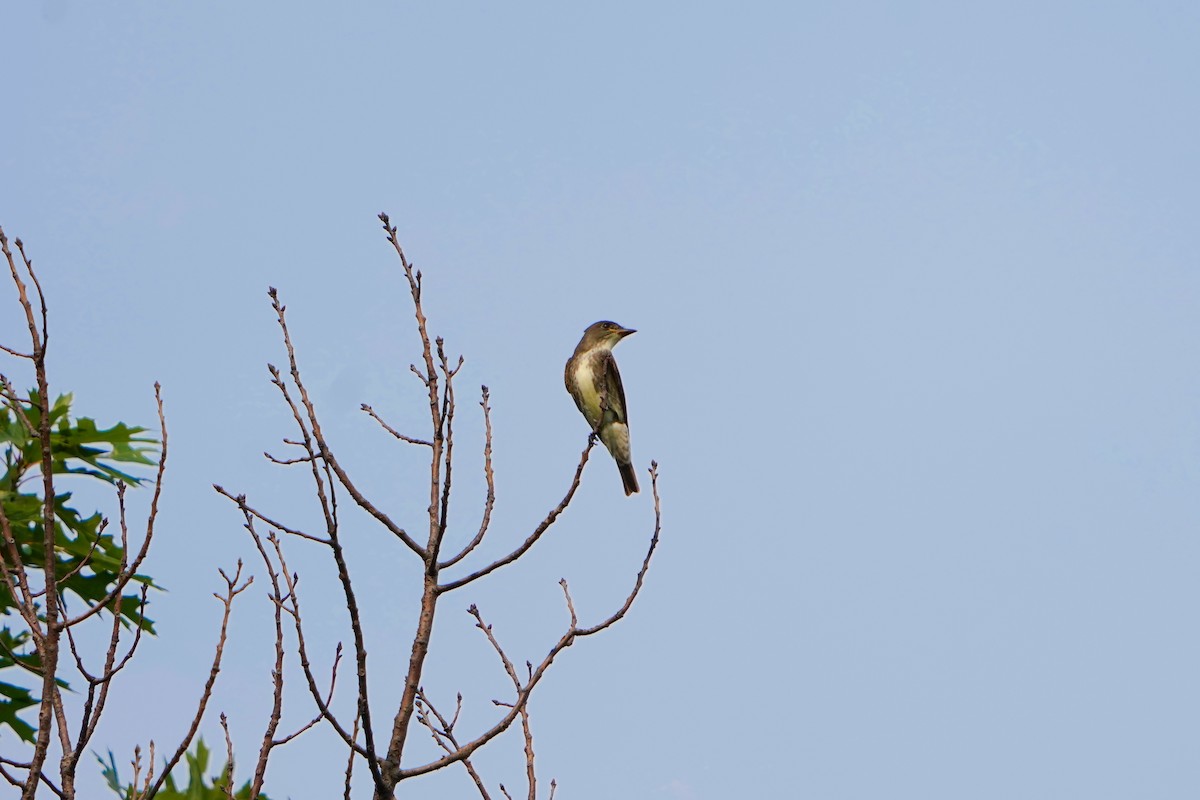 Olive-sided Flycatcher - ML369003071