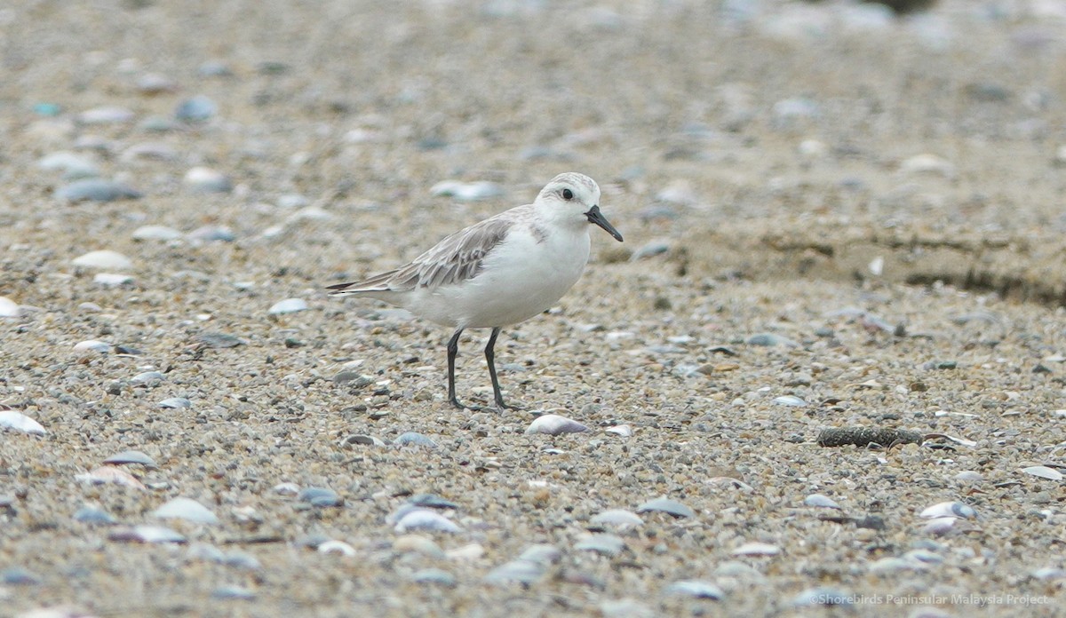 Bécasseau sanderling - ML369003671