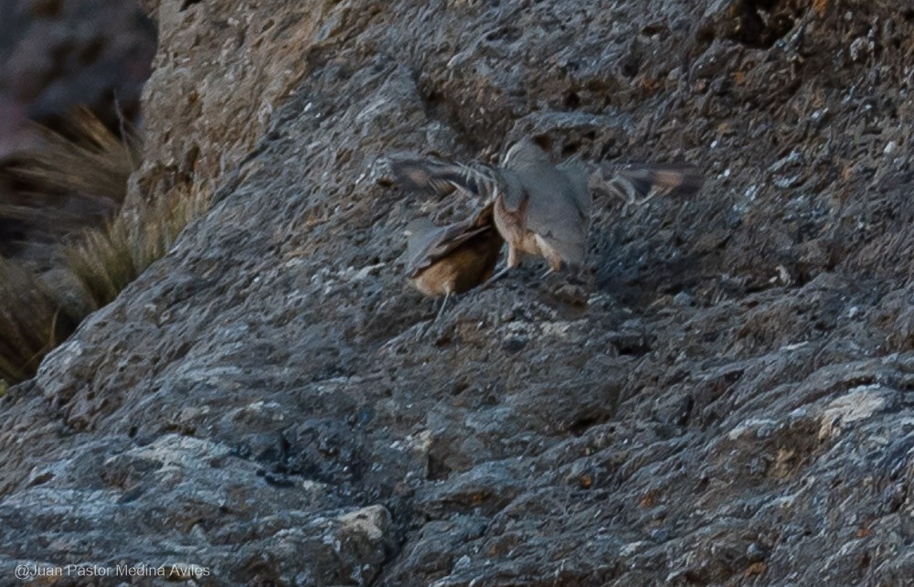 Rufous-banded Miner - Juan Pastor Medina Avilés