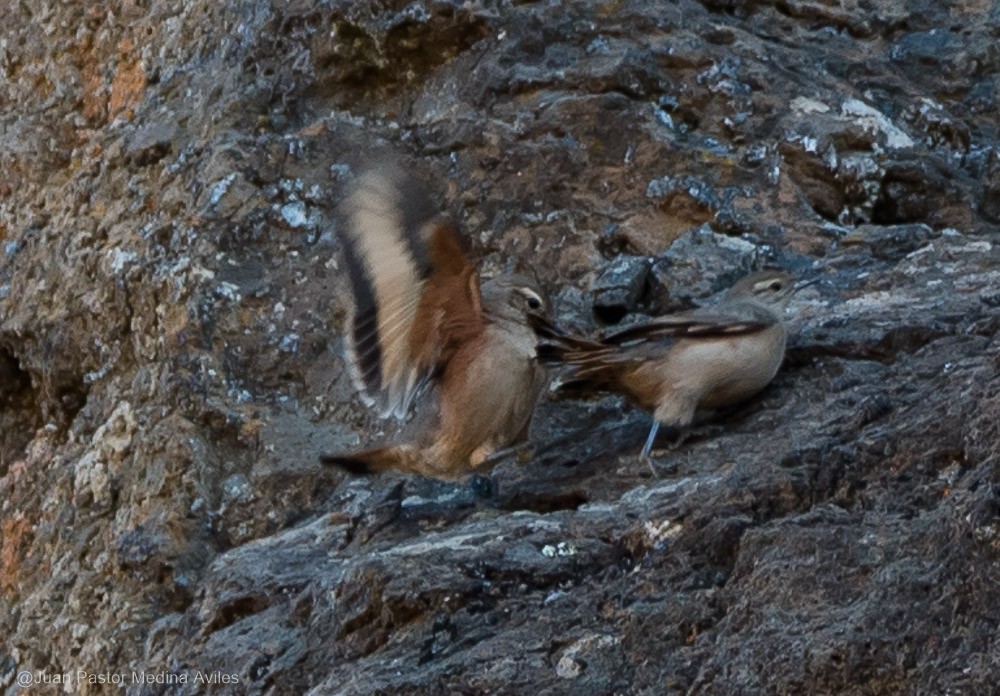 Rufous-banded Miner - Juan Pastor Medina Avilés