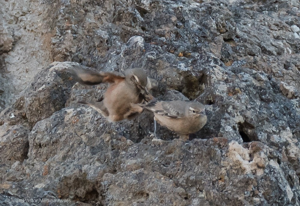 Rufous-banded Miner - Juan Pastor Medina Avilés