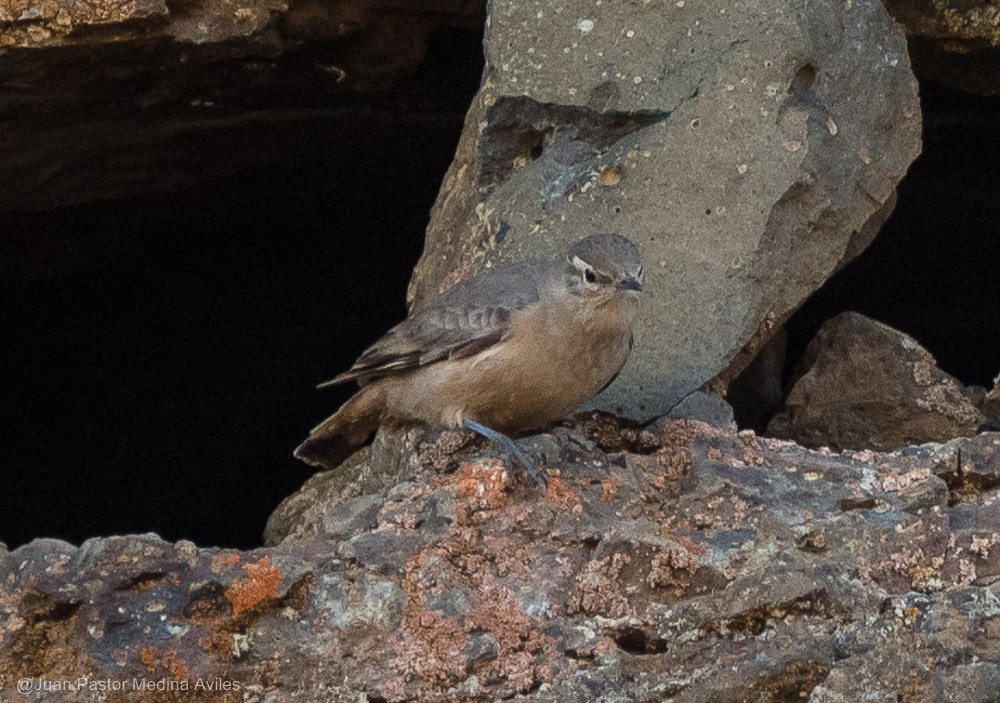 Rufous-banded Miner - Juan Pastor Medina Avilés